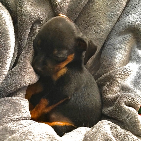 Meet your Posher, T - Picture 2 of 2